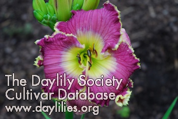 Daylily Violet Etching
